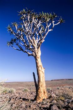 aloe or quiver tree, fish river canyon, karas, namibia, africa