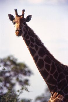 Giraffe (Giraffa camelopardalis), Kruger National Park, mpumalanga, south africa