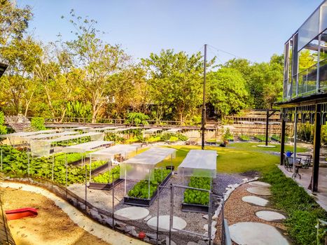 Hydroponic greenhouse Lettuce agriculture farm. rows of young  plants growing