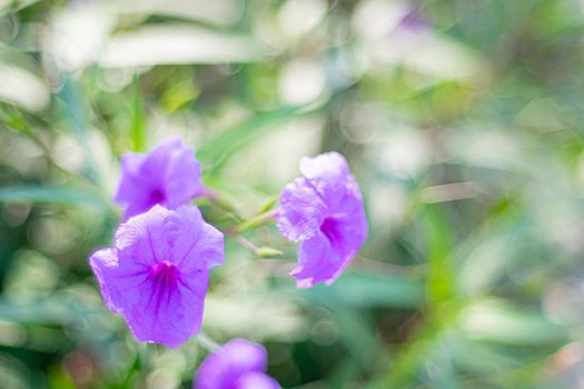 violet wild forest flowers plant over blur spring nature background