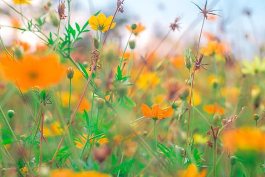 Yellow Cosmos flowers blooming in meadow garden spring nature background