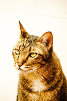 adorable animal pet tabby cat close up face on white background