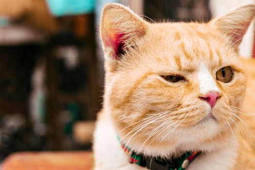 portrait cat of cute red ginger, adorable animal pet close up face