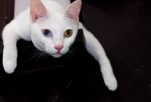 White cat with different color eyes with blue and yellow eye. Adorable domestic pets.