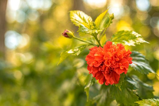 Tropical red hibiscus and strelitzia floral over green leaves background