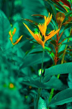 Lobster-claws or Heliconia flowe.  orange flower with tropical green leaves on background