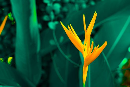 Lobster-claws or Heliconia flowe.  orange flower with tropical green leaves on background