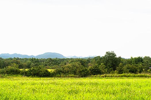 landscape with traditional mountain chalet and fresh green mountain pastures in summer