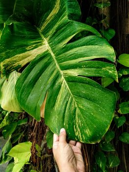 hand touching  Monstera Leaf.  Swiss Cheese Plant.  Monstera Deliciosa. tropical green leaves background. Ecological concept