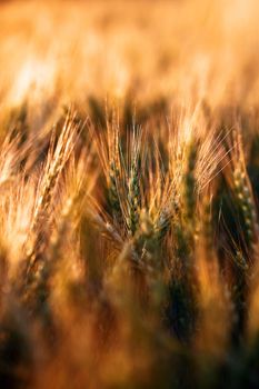 Wheat in the rays of dawn. Ears of wheat ripen in the field. Wheat field, agriculture, agricultural background. Ecological clean food, food safety. Green wheat fields.