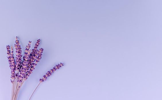 Lavender flowers on a purple background. Space for text high-quality photos for calendar and cards Top view, flat lay
