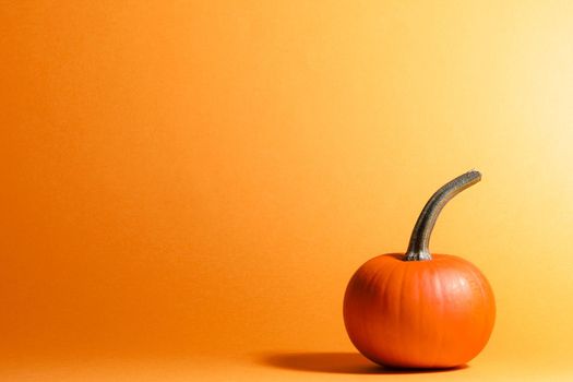 Close-up of a whole ripe pumpkin on orange background. With space to copy. Halloween Celebration Concept. Minimal design