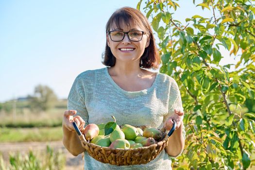 Woman harvesting organic pears in garden on sunny autumn day. Middle-aged female near pear tree, posing in an orchard. Agriculture, harvesting, farming, natural eco fruits, healthy eating concept