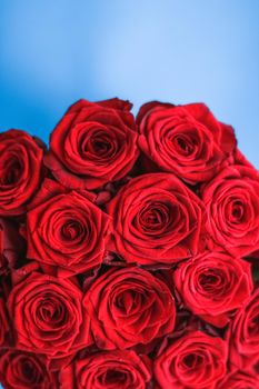 Blooming rose, flower blossom and Valentines Day present concept - Luxury bouquet of red roses on blue background, flowers as a holiday gift