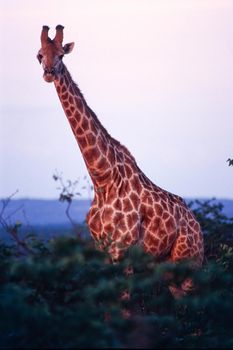 Giraffe (Giraffa camelopardalis) , Kruger National Park, mpumalanga, south africa
