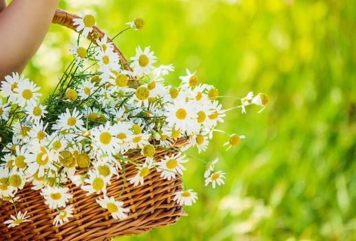 Girl with chamomile. Selective focus. nature flowers. Child.