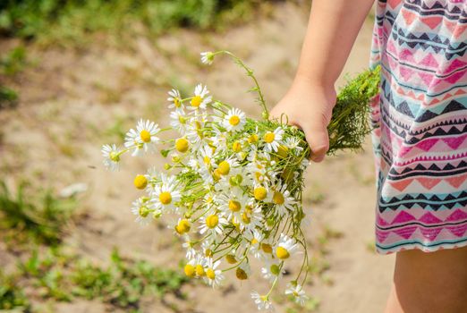 Girl with chamomile. Selective focus. nature flowers. Child.