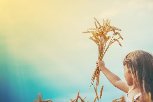 child in a wheat field. selective focus. nature