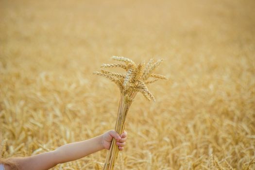child in a wheat field. selective focus. nature
