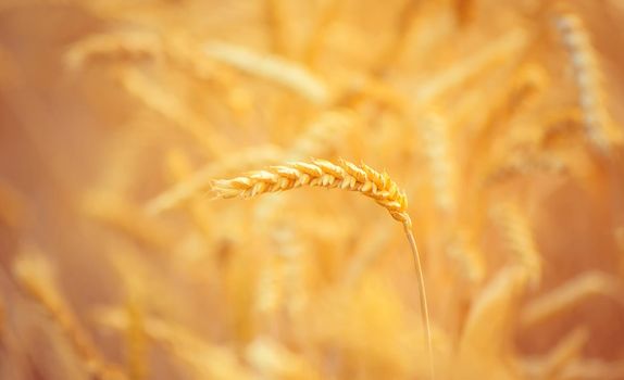 A field of wheat. Selective focus. Nature. summer