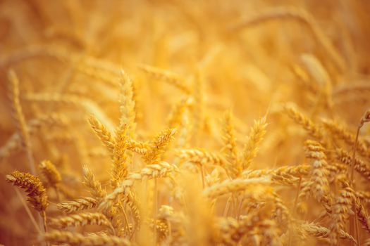 A field of wheat. Selective focus. Nature. summer