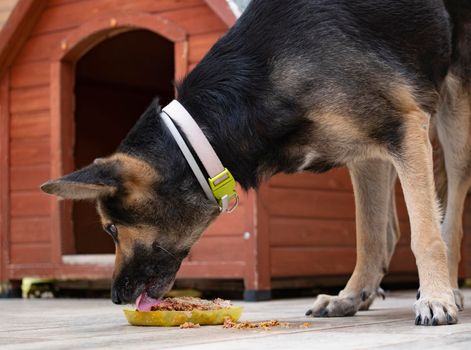 Feeding of hungry dog. Dog eating home made chicken tasty food from yellow plate beside the dog house.