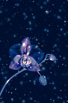 Blooming flowers, botanical design and nature beauty concept - Orchid flower in bloom, abstract floral art background