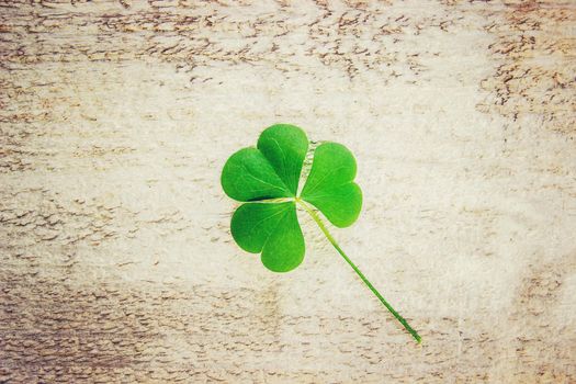 Clover leaf. Happy St. Patrick's Day. Selective focus. nature.