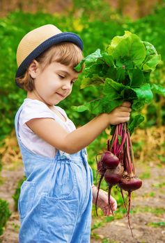 Child and vegetables on the farm. Selective focus. nature.