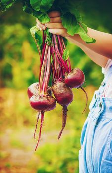 Child and vegetables on the farm. Selective focus. nature.