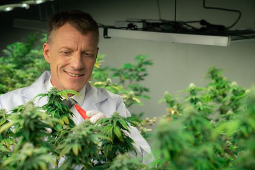 Scientists gather gratifying cannabis plant bud for medical research and production in a curative indoor hydro farm with secateurs. Cannabis concept for medical purposes in grow facility.