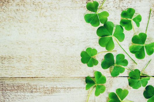 Clover leaf. Happy St. Patrick's Day. Selective focus. nature.