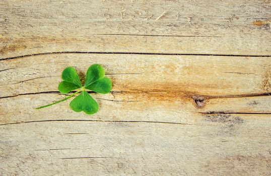 Clover leaf. Happy St. Patrick's Day. Selective focus. nature.