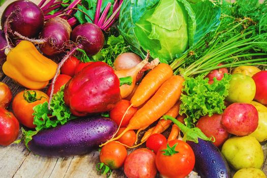 Different bio vegetables. Selective focus. food and drink.