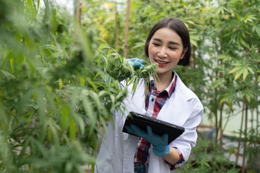 Scientist check Cannabis or Marijuana or hemp leaf in a greenhouse. weed, herbal alternative medicine, cbd oil, pharmaceutical industry Concept.