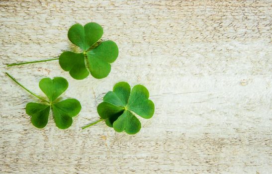 Clover leaf. Happy St. Patrick's Day. Selective focus. nature.