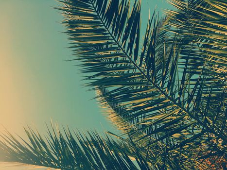 Tropical nature, vintage backdrop and summer vacation concept - Palm tree leaves and the sky, summertime travel background