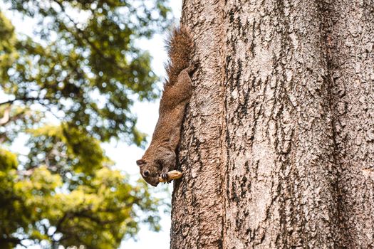 Cute action red squirrel  on the tree trunk in public park.