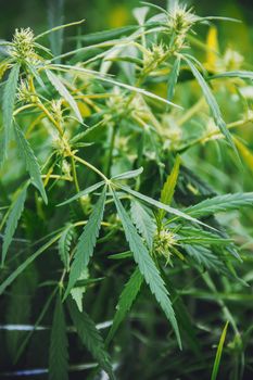 Cannabis herb and leaves for treatment broth, tincture, extract, oil. Selective focus. nature