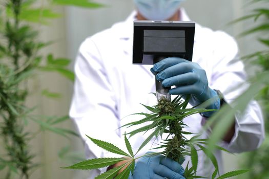 Marijuana researcher use microscope to analyze CBD in curative cannabis farm before harvesting to produce cannabis products.