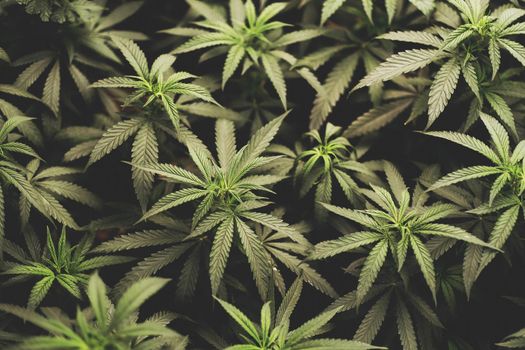 marijuana leaves cannabis plants a beautiful background.
