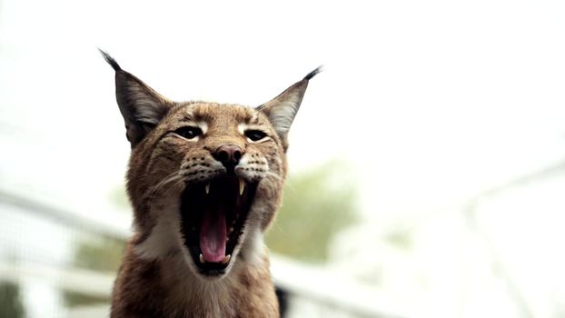 Closeup of Face Head of American Bobcat or Wild Cat Looking Around. High quality 4k footage