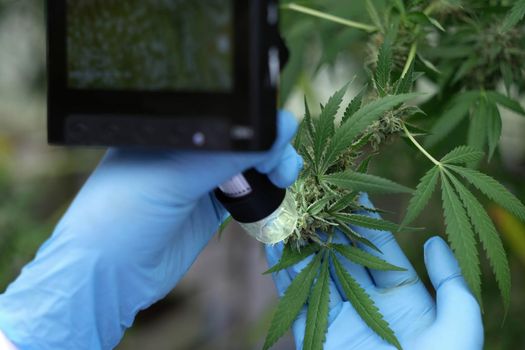 Closeup marijuana researcher use microscope to analyze CBD in curative cannabis farm before harvesting to produce cannabis products.