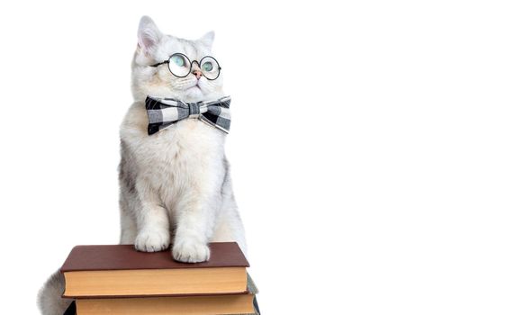 white cat in a gray bow tie and glasses, standing on a stack of old books, looking sideways, isolated. copy space