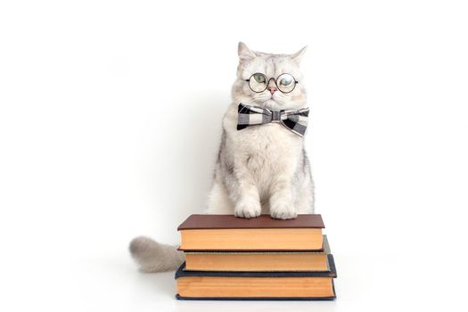 serious white cat in a gray bow tie and glasses, standing on a stack of books, isolated. Copy space
