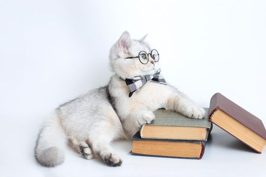 white cat in a gray bow tie and glasses, lies on a stack of old books, looking away, isolated. copy space