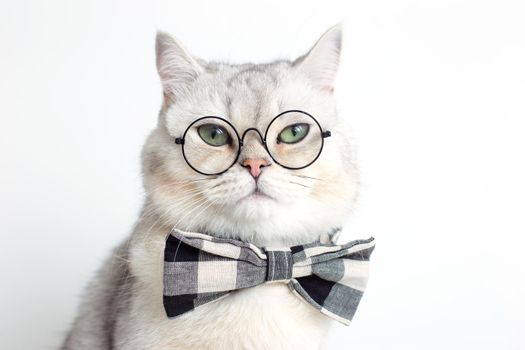 Funny white cat in a gray bow tie and glasses, on white background . Close up. Copy space