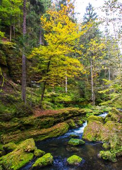 Beautiful Hrensko, Czech Republic pictures