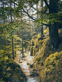 Beautiful Hrensko, Czech Republic pictures