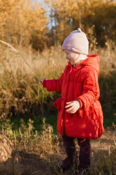 A little girl in a red coat walks in nature in an autumn grove. The season is autumn.